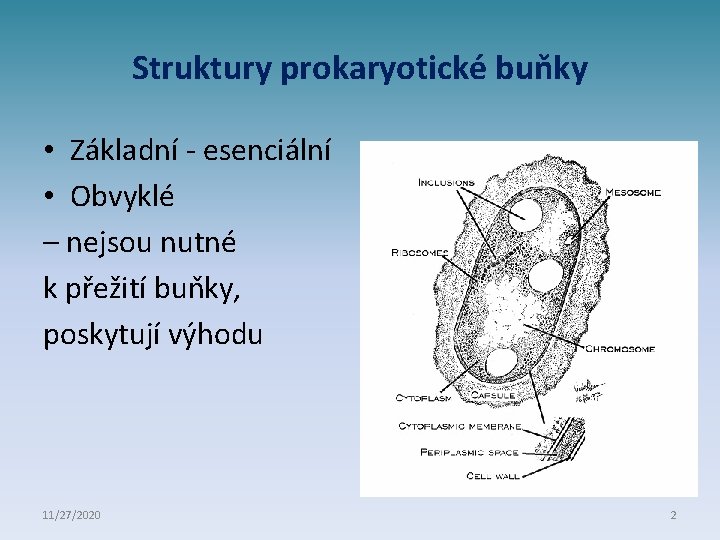 Struktury prokaryotické buňky • Základní - esenciální • Obvyklé – nejsou nutné k přežití