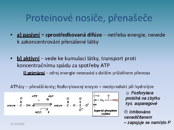 Proteinové nosiče, přenašeče • a) pasivní = zprostředkovaná difúze – netřeba energie, nevede k