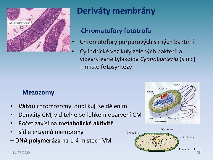 Deriváty membrány Chromatofory fototrofů • Chromatofory purpurových sirných bakterií • Cylindrické vezikuly zelených bakterií