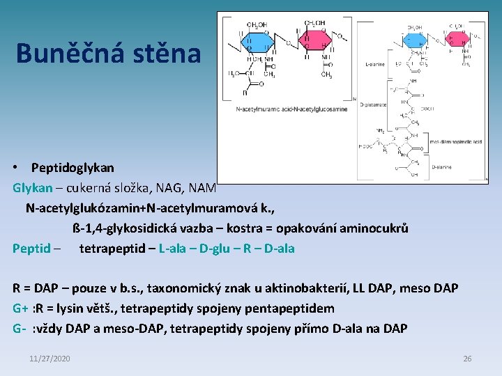 Buněčná stěna • Peptidoglykan Glykan – cukerná složka, NAG, NAM N-acetylglukózamin+N-acetylmuramová k. , ß-1,