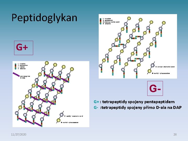 Peptidoglykan G+ GG+ : tetrapeptidy spojeny pentapeptidem G- : tetrapeptidy spojeny přímo D-ala na