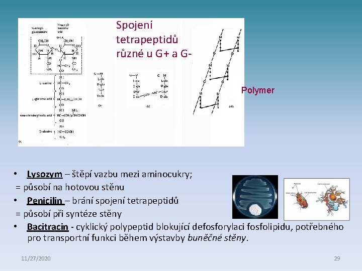 Spojení tetrapeptidů různé u G+ a GPolymer • Lysozym – štěpí vazbu mezi aminocukry;