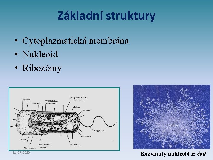 Základní struktury • Cytoplazmatická membrána • Nukleoid • Ribozómy 11/27/2020 3 Rozvinutý nukleoid E.