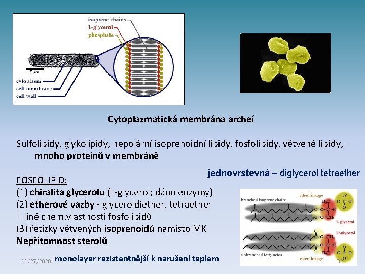 Cytoplazmatická membrána archeí Sulfolipidy, glykolipidy, nepolární isoprenoidní lipidy, fosfolipidy, větvené lipidy, mnoho proteinů v