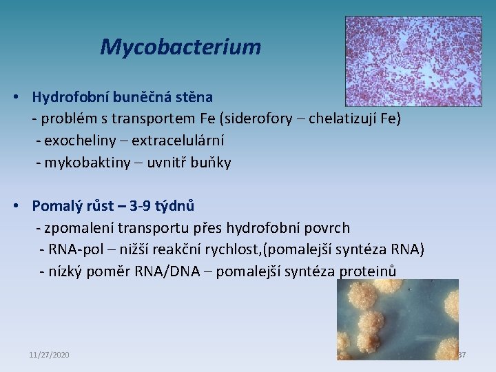 Mycobacterium • Hydrofobní buněčná stěna - problém s transportem Fe (siderofory – chelatizují Fe)