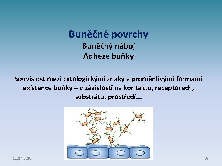 Buněčné povrchy Buněčný náboj Adheze buňky Souvislost mezi cytologickými znaky a proměnlivými formami existence