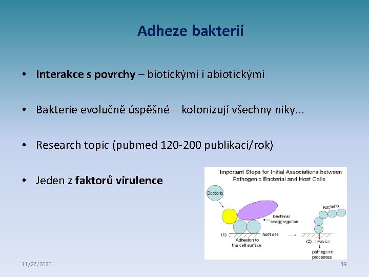 Adheze bakterií • Interakce s povrchy – biotickými i abiotickými • Bakterie evolučně úspěšné