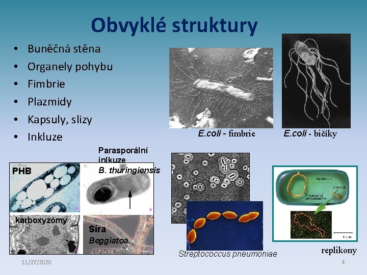 Obvyklé struktury • • • Buněčná stěna Organely pohybu Fimbrie Plazmidy Kapsuly, slizy Inkluze