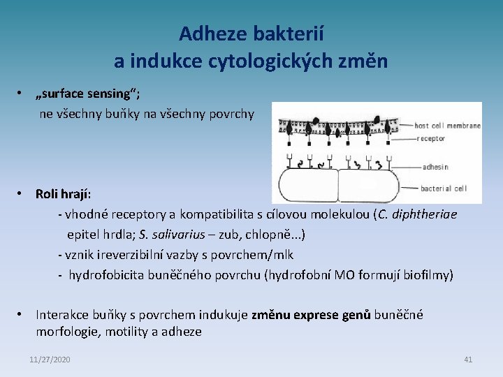 Adheze bakterií a indukce cytologických změn • „surface sensing“; ne všechny buňky na všechny