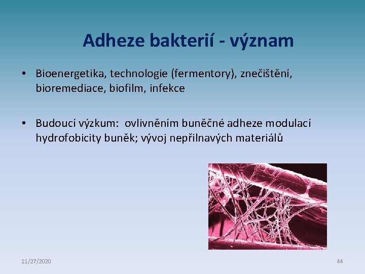 Adheze bakterií - význam • Bioenergetika, technologie (fermentory), znečištění, bioremediace, biofilm, infekce • Budoucí