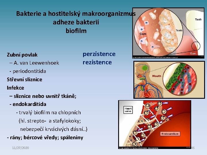 Bakterie a hostitelský makroorganizmus adheze bakterií biofilm perzistence Zubní povlak rezistence – A. van