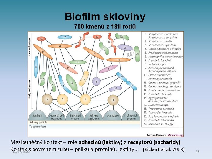 Biofilm skloviny 700 kmenů z 18 ti rodů Mezibuněčný kontakt – role adhezinů (lektiny)