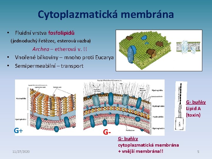 Cytoplazmatická membrána • Fluidní vrstva fosfolipidů (jednoduchý řetězec, esterová vazba) Archea – etherová v.