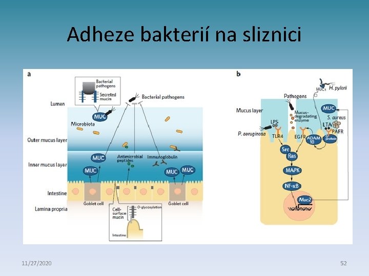 Adheze bakterií na sliznici 11/27/2020 52 