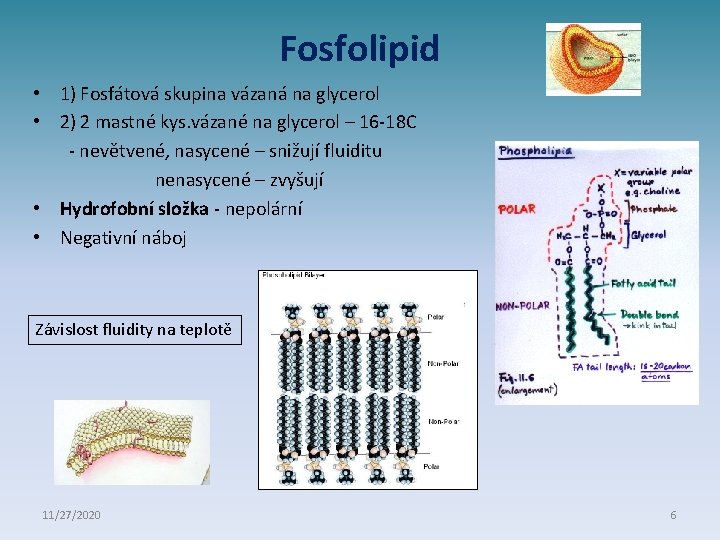 Fosfolipid • 1) Fosfátová skupina vázaná na glycerol • 2) 2 mastné kys. vázané