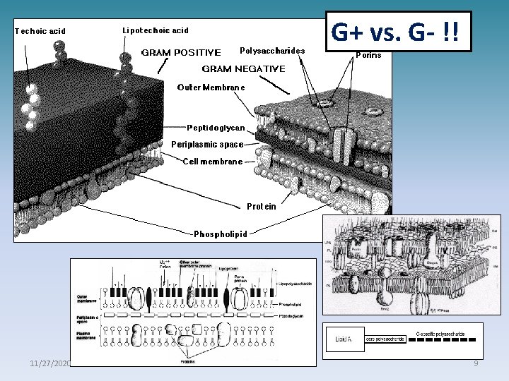 G+ vs. G- !! 11/27/2020 9 