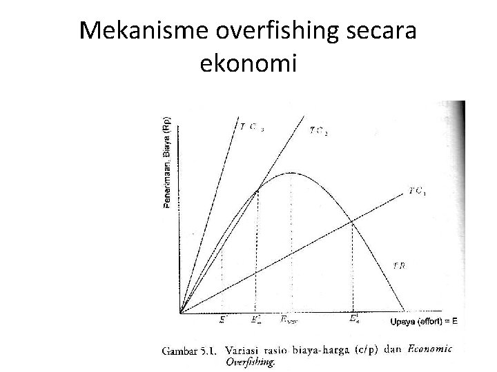 Mekanisme overfishing secara ekonomi 
