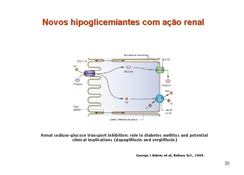 Novos hipoglicemiantes com ação renal Renal sodium–glucose transport inhibition: role in diabetes mellitus and