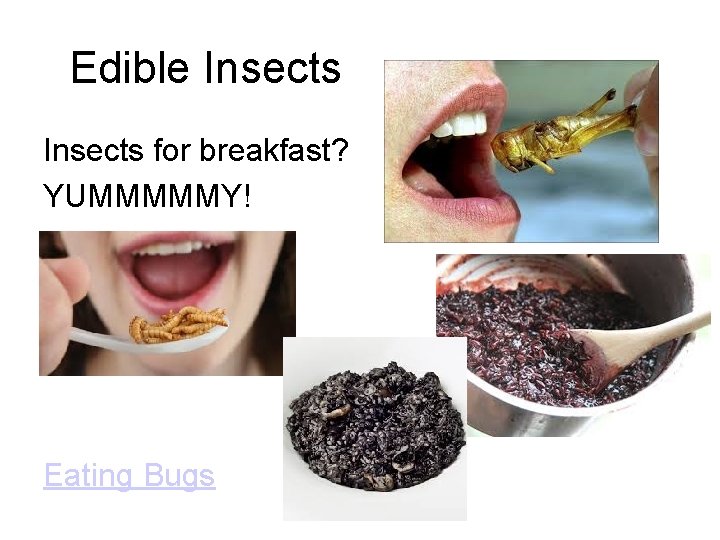 Edible Insects for breakfast? YUMMMMMY! Eating Bugs 