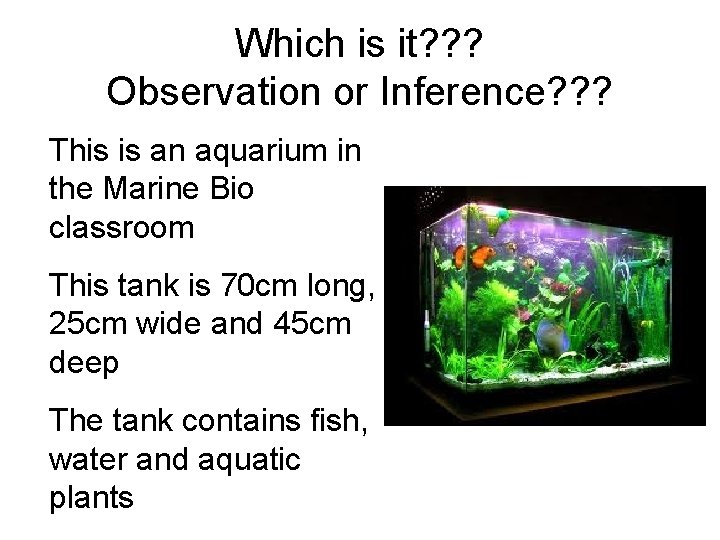 Which is it? ? ? Observation or Inference? ? ? This is an aquarium