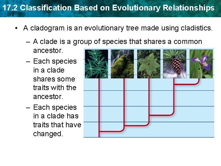 17. 2 Classification Based on Evolutionary Relationships • A cladogram is an evolutionary tree 17. 2 Classification Based on Evolutionary Relationships • A cladogram is an evolutionary tree