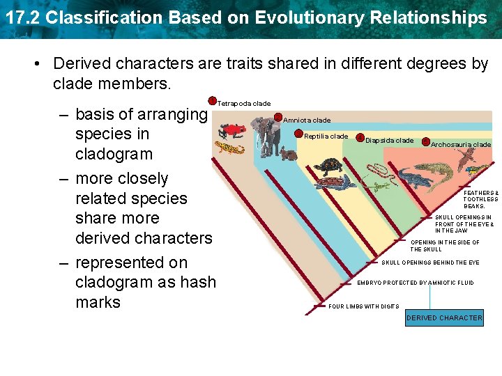 17. 2 Classification Based on Evolutionary Relationships • Derived characters are traits shared in 17. 2 Classification Based on Evolutionary Relationships • Derived characters are traits shared in