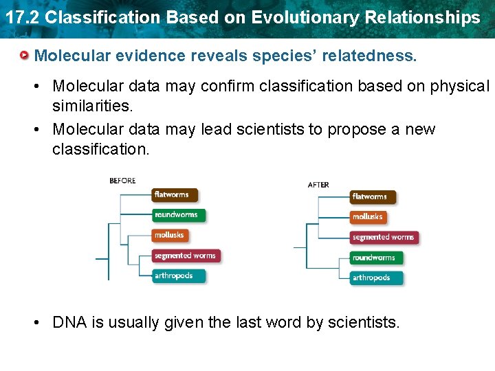 17. 2 Classification Based on Evolutionary Relationships Molecular evidence reveals species’ relatedness. • Molecular 17. 2 Classification Based on Evolutionary Relationships Molecular evidence reveals species’ relatedness. • Molecular