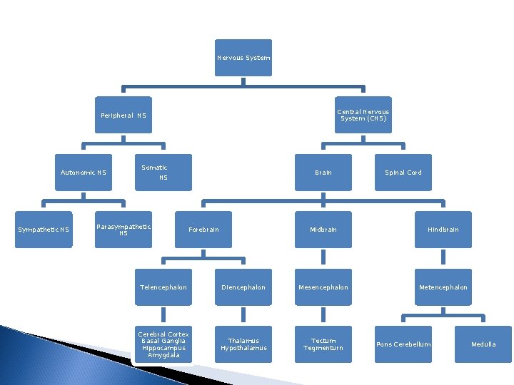 Nervous System Central Nervous System (CNS) Peripheral NS Autonomic NS Sympathetic NS Somatic Brain