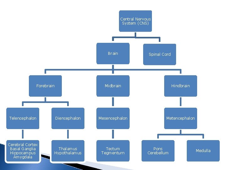 Central Nervous System (CNS) Brain Forebrain Spinal Cord Midbrain Hindbrain Metencephalon Telencephalon Diencephalon Mesencephalon