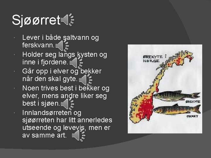 Sjøørret Lever i både saltvann og ferskvann. Holder seg langs kysten og inne i