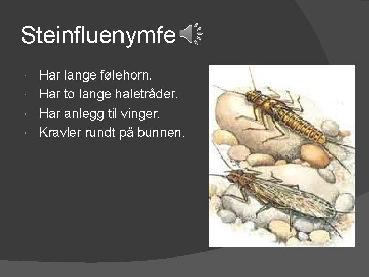 Steinfluenymfe Har lange følehorn. Har to lange haletråder. Har anlegg til vinger. Kravler rundt