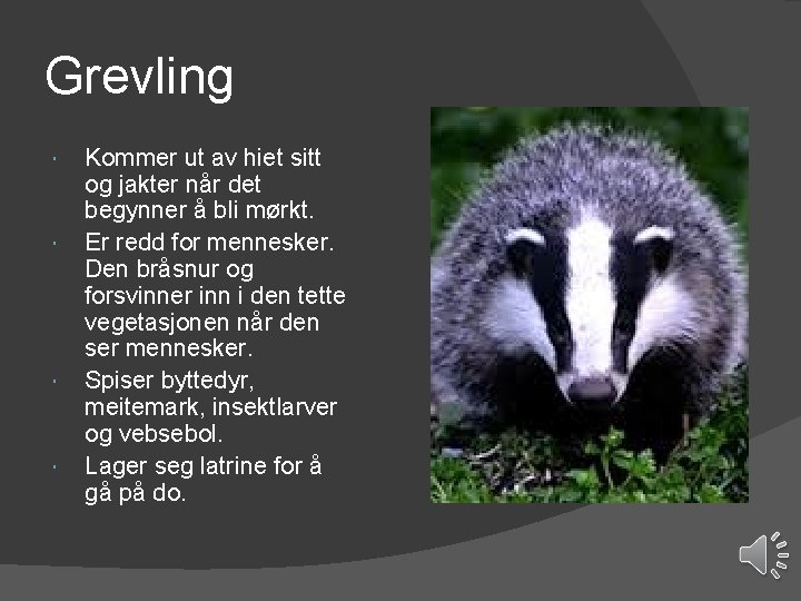 Grevling Kommer ut av hiet sitt og jakter når det begynner å bli mørkt.