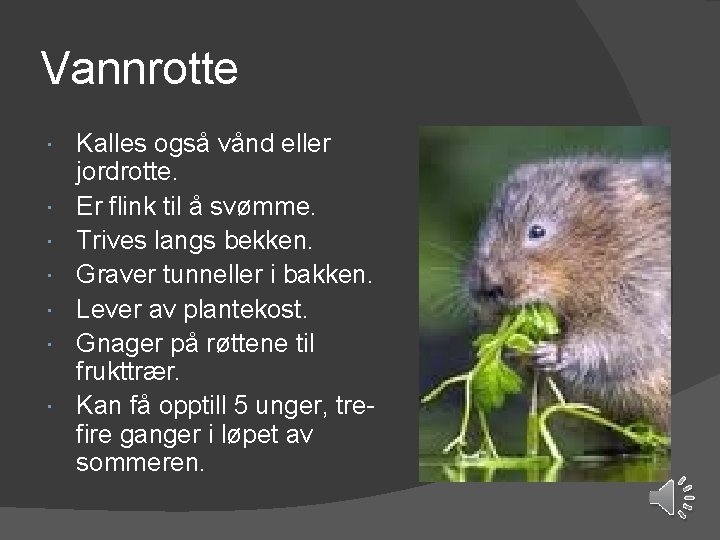 Vannrotte Kalles også vånd eller jordrotte. Er flink til å svømme. Trives langs bekken.