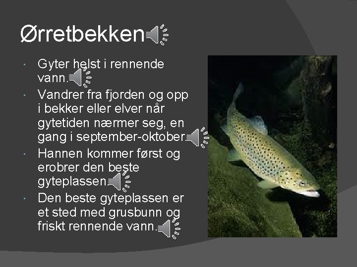 Ørretbekken Gyter helst i rennende vann. Vandrer fra fjorden og opp i bekker eller