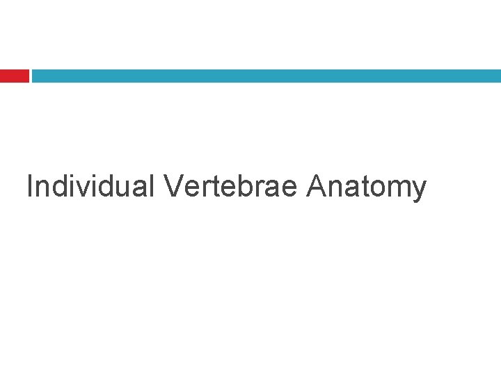 Individual Vertebrae Anatomy 