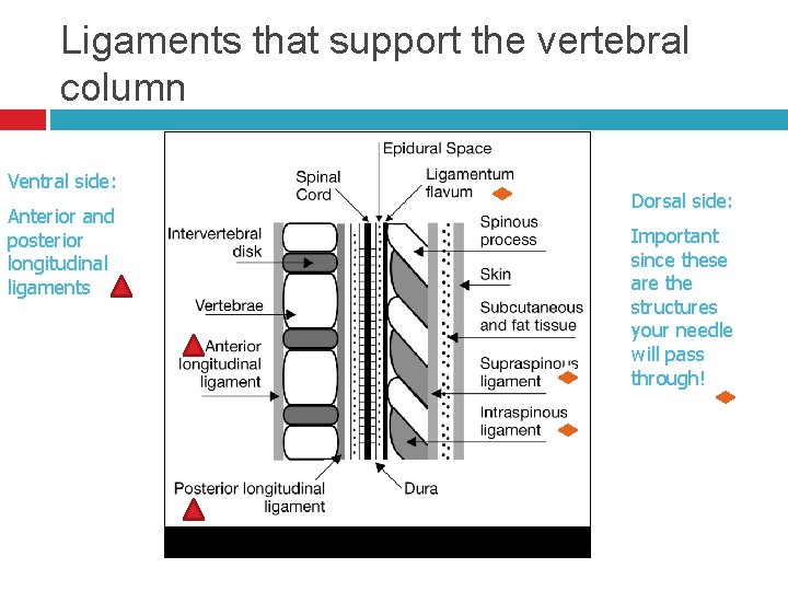 Ligaments that support the vertebral column Ventral side: Anterior and posterior longitudinal ligaments Dorsal