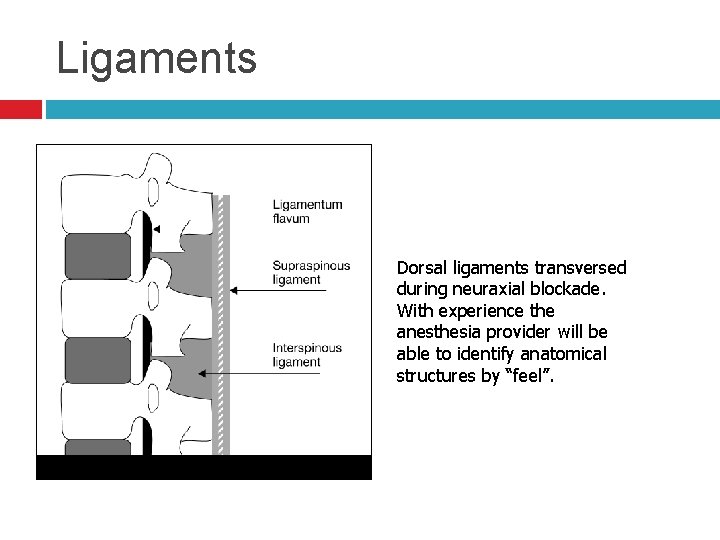 Ligaments Dorsal ligaments transversed during neuraxial blockade. With experience the anesthesia provider will be