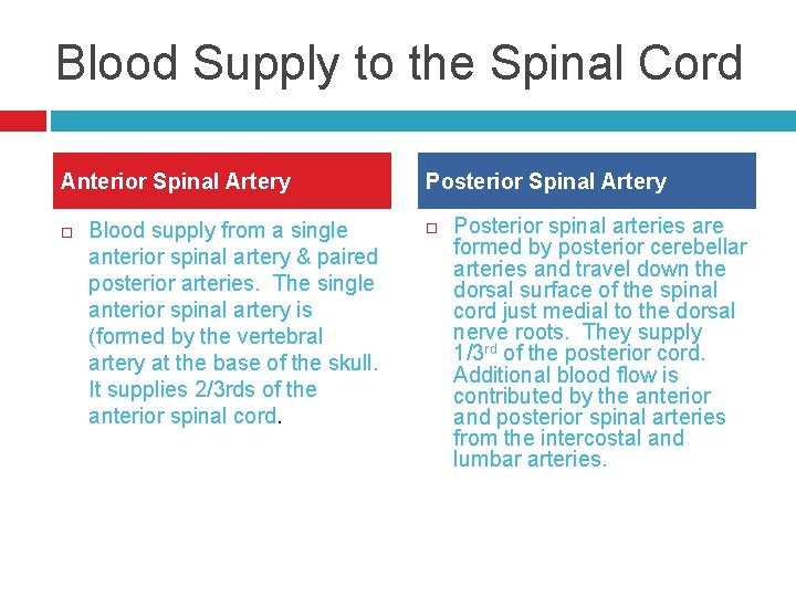 Blood Supply to the Spinal Cord Anterior Spinal Artery Blood supply from a single