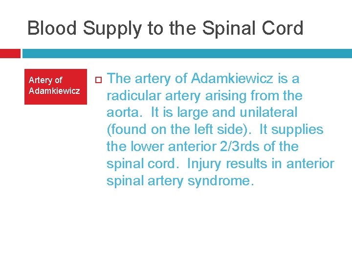 Blood Supply to the Spinal Cord Artery of Adamkiewicz The artery of Adamkiewicz is