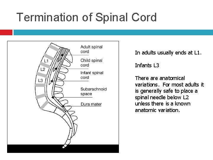 Termination of Spinal Cord In adults usually ends at L 1. Infants L 3