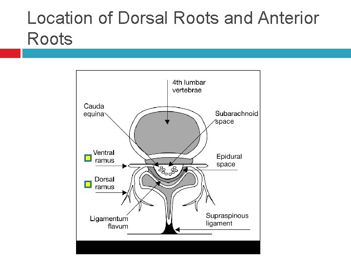 Location of Dorsal Roots and Anterior Roots 