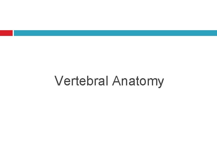 Vertebral Anatomy 