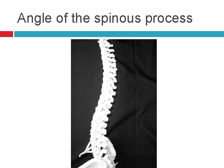 Angle of the spinous process 
