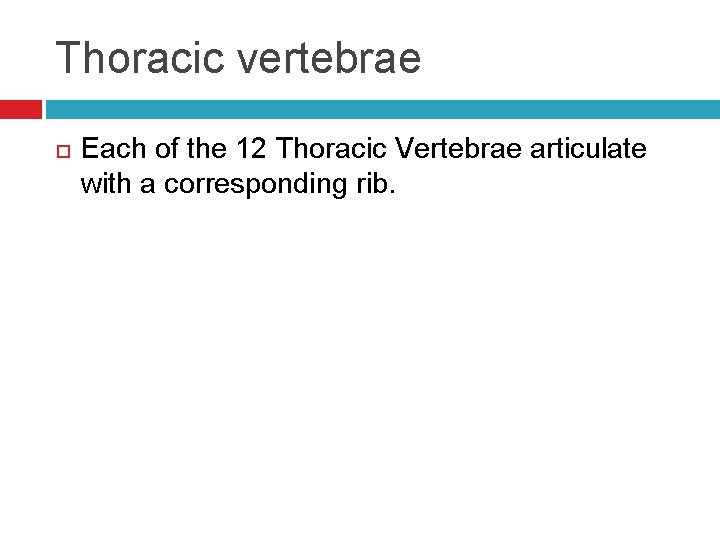 Thoracic vertebrae Each of the 12 Thoracic Vertebrae articulate with a corresponding rib. 