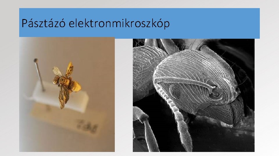 Pásztázó elektronmikroszkóp 