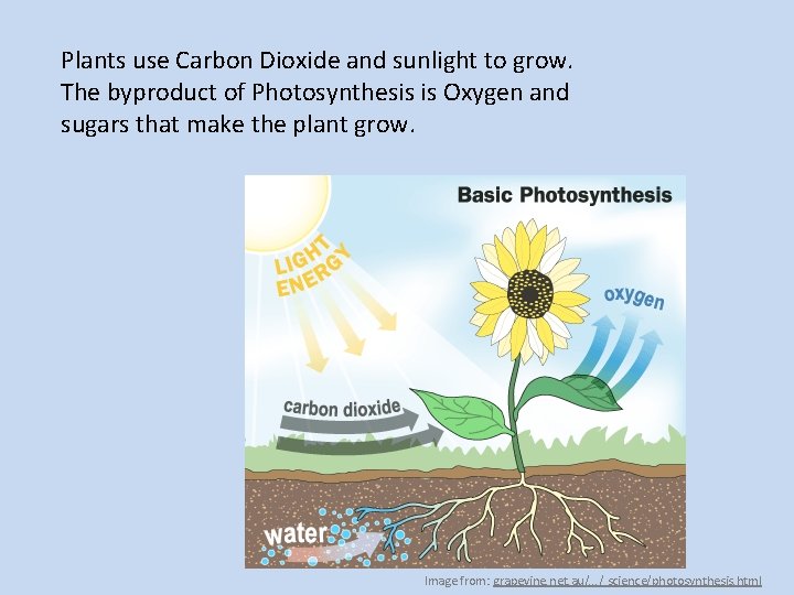 Plants use Carbon Dioxide and sunlight to grow. The byproduct of Photosynthesis is Oxygen