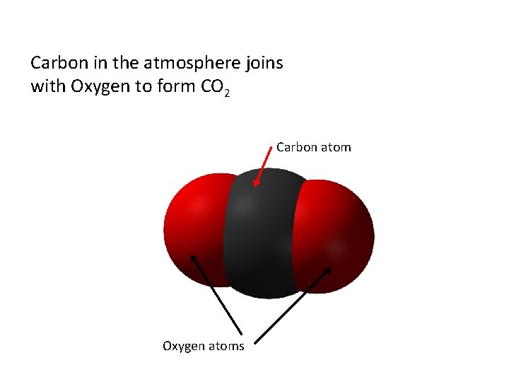Carbon in the atmosphere joins with Oxygen to form CO 2 Carbon atom Oxygen