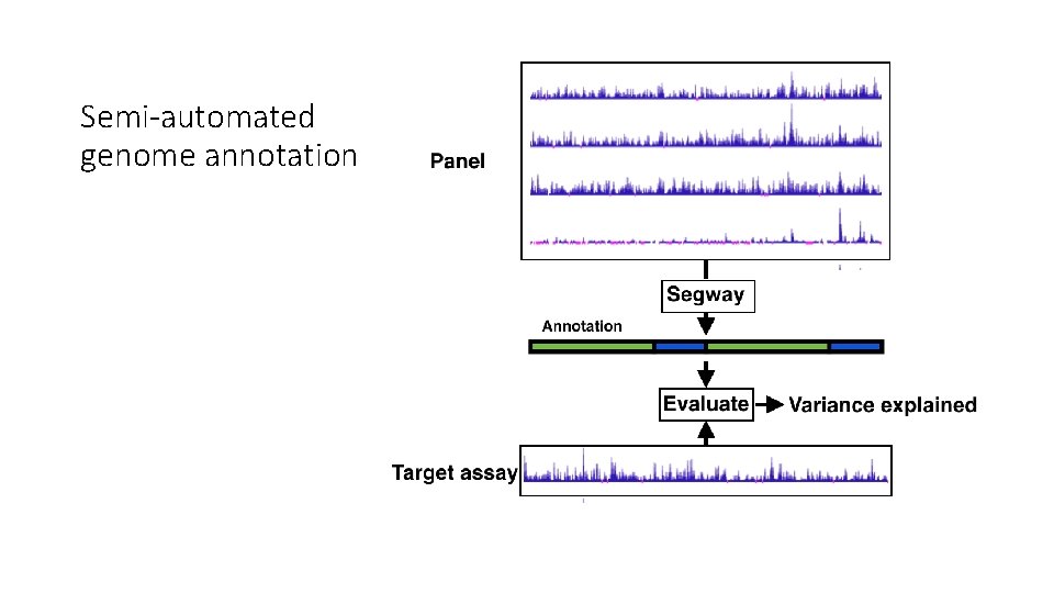Semi-automated genome annotation 