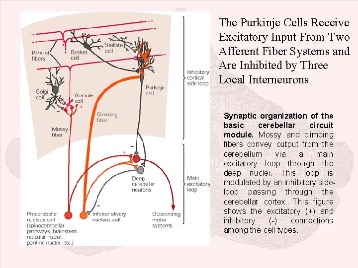 The Purkinje Cells Receive Excitatory Input From Two Afferent Fiber Systems and Are Inhibited