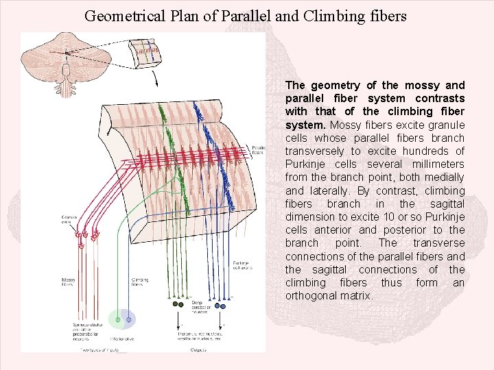 Geometrical Plan of Parallel and Climbing fibers The geometry of the mossy and parallel